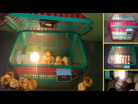 BEST EGG INCUBATOR IN INDIA | INCUBATOR FOR CHICKEN EGGS WITH 100% EFFICIENCY