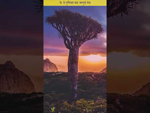ये  है दुनिया का जादुई पेड़ - This is the Magic Tree