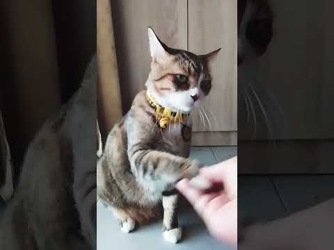 #ทิกเกอร์บอกเบื่อนุชจริงๆ😻😂🤣