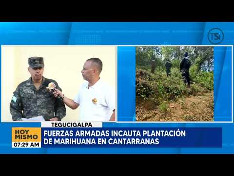 Fuerzas armadas incautan plantación de marihuana en Cantarranas