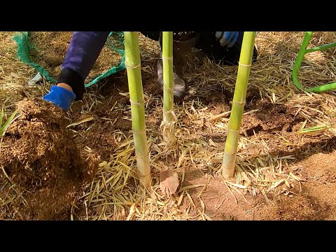 ทำหน่อไม้ให้ออกดกๆได้กินได้ขา