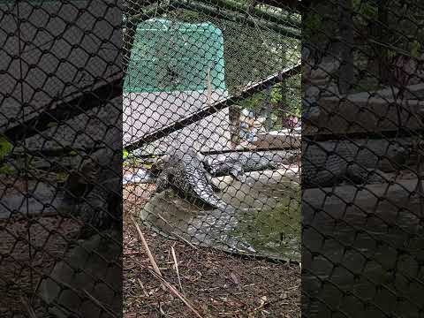 Gharial | Crocodile #animals #gharial #crocodile #wildlife