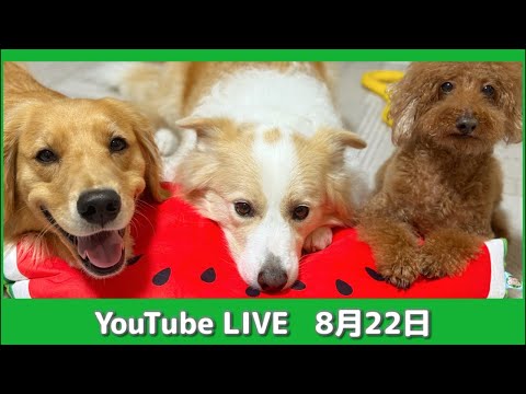 狩猟免許取得ガイドと家族の日常紹介 サムネイル