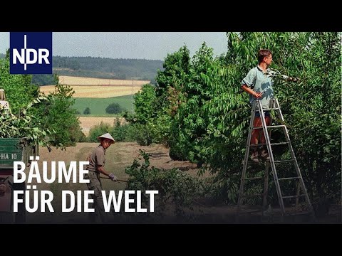 Bäume für die Welt - Die Baumschule von Ehren | Unsere Geschichte | NDR Doku