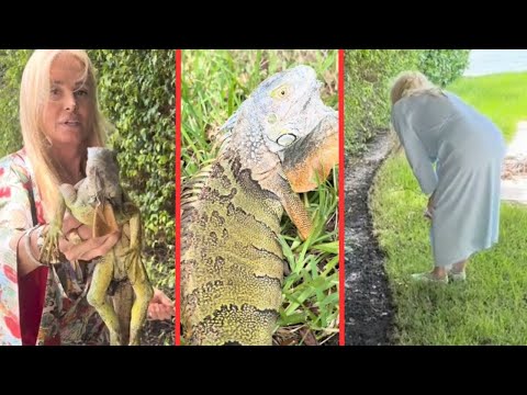 El divertido momento que Susana Giménez y su hija protagonizaron con una iguana en Miami