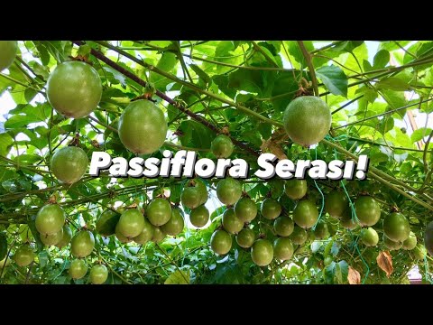 Passiflora Üretimi Son Durum (Çarkıfelek Meyvesi)