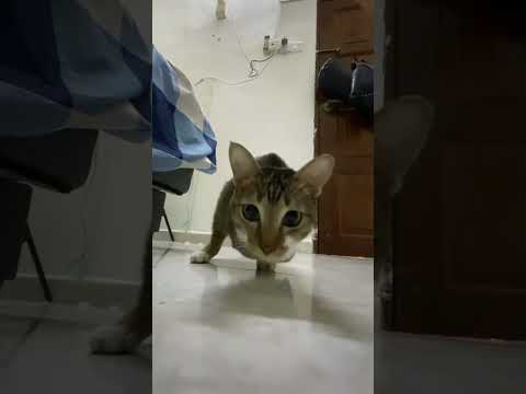猫のスナッグルタイム：癒やし動画で癒されよう サムネイル