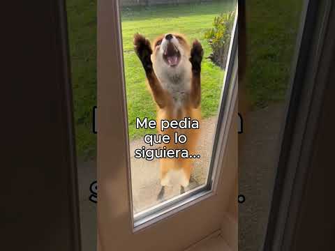 Ahora Tienen Un Hogar❤️ #animales #animal #naturaleza #bonito