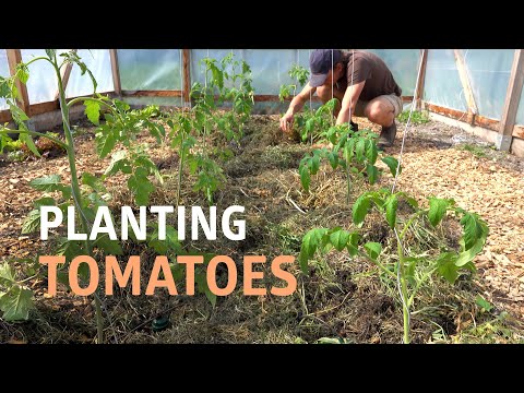 Planting Tomatoes in the Polytunnel