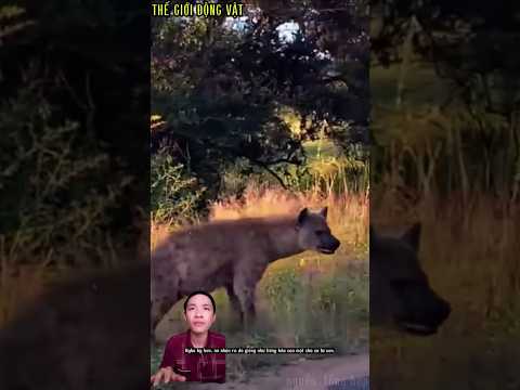 linh cẩu tìm kiếm chú sư tử nhỏ đang trốn trong bụi cỏ.