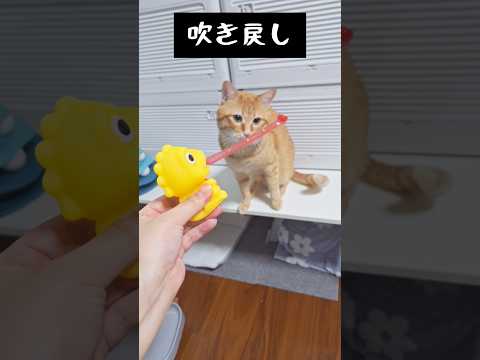 ピロピロで遊ぶ猫さん #かわいい #猫