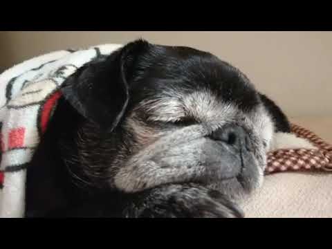 黒パグ小梅🐶昼寝をする小梅😴