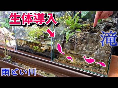 滝の流れる水槽に魚を泳がせる。【滝のアクアテラリウム５】