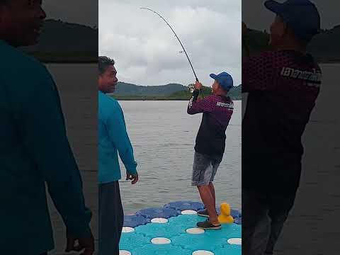 หลัดม่วงfishingตกปลาmancing