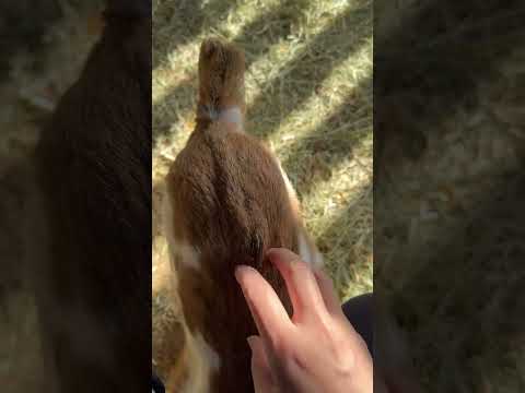 しっぽがピロピロ#shorts