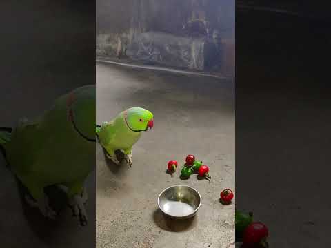 amazing talking parrot mithu 💚 #talkingparot #petbird #angryparrot #shotsfeed #angrybirds #reels