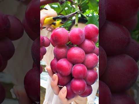 Savor the Freshness of These Expertly Picked Fruits #shorts #sweets #fresh #fruitsandveggies 🍉🍎🍓🥭