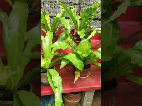 和歌山、白浜の珍貴植物研究所さんに、お邪魔してきました🎵