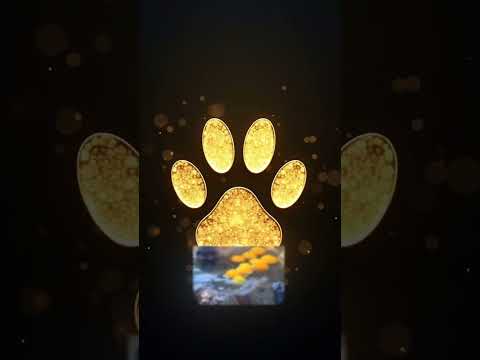 3 Exotic Pets You Won’t Believe Exist!” #exotic #pets #top