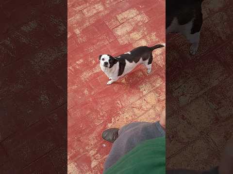 #minigt #scalemodels #scalemodel #diecastcar #164cars #164diecast #164scale @minigtofficial