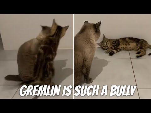 Gremlin is such a Bully