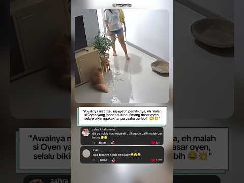 “Kucing Oyen Ngide, Malah Kaget Sendiri 😂🐱”