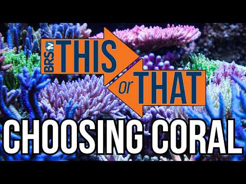 Softies vs LPS vs SPS_ What Corals Are Right for Y In this episode of This or That, Brian and Jason break down the three main categories of coral—Sof