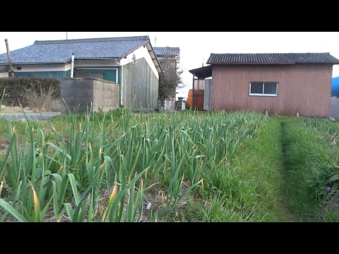 【自然農】2025年3月21日極早生玉ねぎ生育のようす・温床発熱【natural farming】