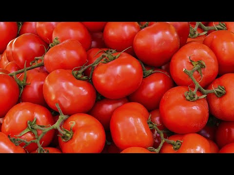 Se lanzó la tercera edición de la cata de tomates en Paysandú