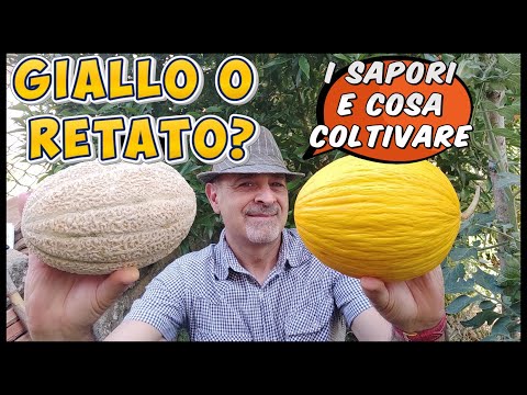 Melone Giallo e Melone Retato? scopri le differenze