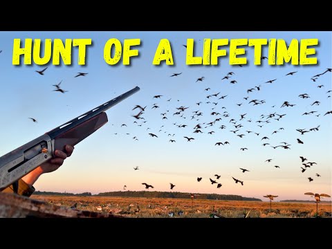 Win $100 For An ALL DRAKE Limit (Band) | HUGE SWARMS Of Ducks