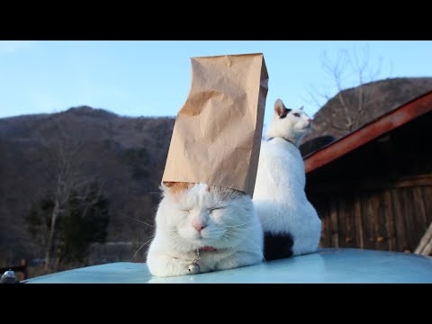 猫の動画サムネイル - うずまきLIVE配信？　放置？　朝まで？　2025年06月22日