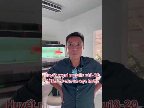 Huyết royal metalic u18-20 , 5.5 cho ae cọc trước