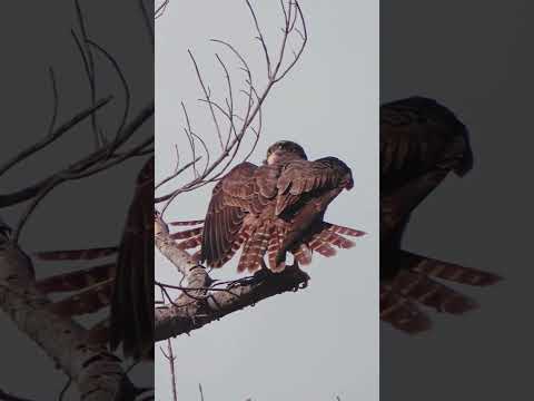 はやくとぶとり(文字なし)