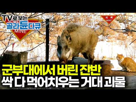 200kg 괴물 멧돼지의 등장. 북한 코앞 지뢰밭에 음식물 버렸더니 찾아온 들짐승｜하나뿐인 지구｜#골라듄다큐