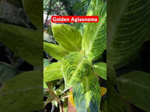 GoldenAglaonemaplantsfarmer