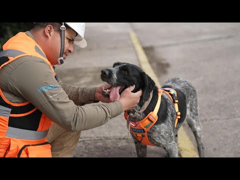 Suki, la perra que detecta con su olfato fugas de agua subterráneas en Chile | AFP
