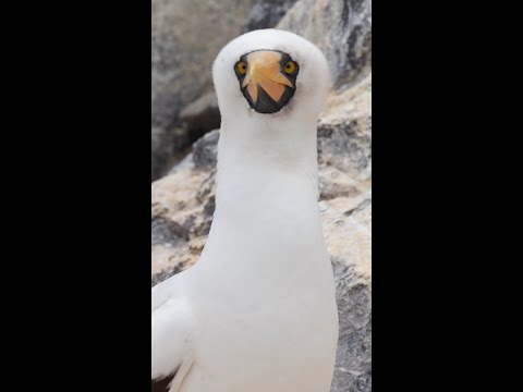 How the boobies of San Cristóbal live in perfect balance