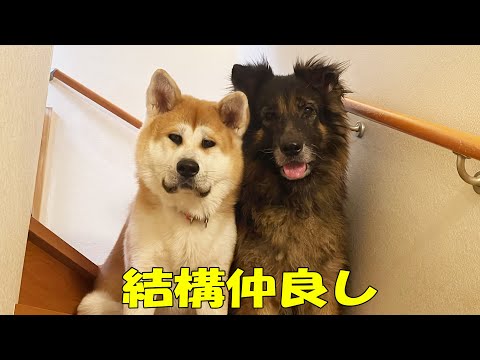 結構仲良し♪秋田犬そら・シェパード犬マック