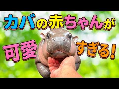 カバの赤ちゃんって見たことある?カバの赤ちゃんが可愛すぎる!