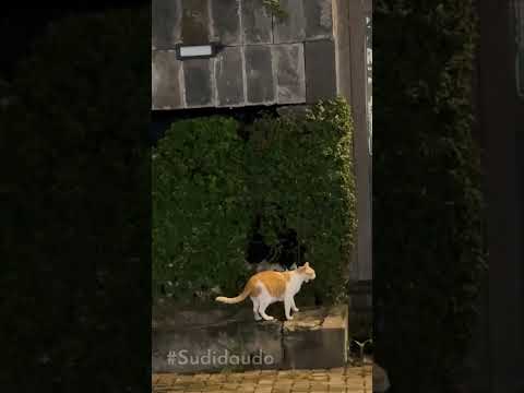 Những chiếc mèo đường phố.. #Sudidaudo