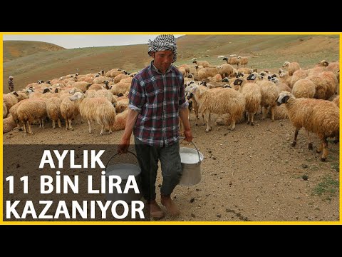 Afganistanlı Abdullah, Başlık Parası için Tunceli'de Çobanlık Yapıyor
