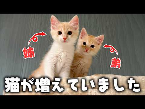 【ご報告】知らない間に新しい子猫たちが増えていました。