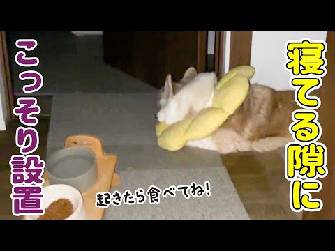 お腹が空いて起きちゃうの？愛犬にバレないように夜食を仕込みたい！！【夜泣き】