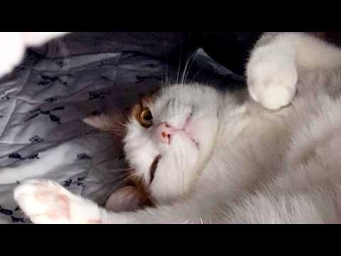 飼い主の見ていないところで、元野良猫が自由過ぎた