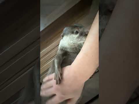 Bingo’s Wiggly Cuteness 💕