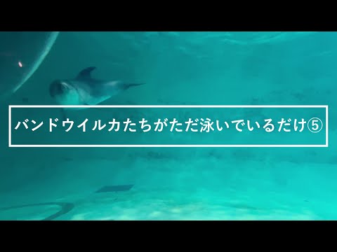 猫の動画サムネイル - バンドウイルカたちがただ泳いでいるだけ⑤