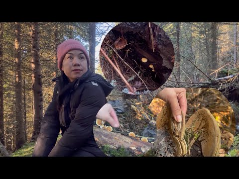 สำรวจป่ามีเห็ดเข็มทองป่าเริ่มอ