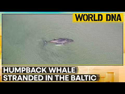 Stranded Humpback Whale Sparks Urgent Rescue Effort in Baltic Sea | World DNA