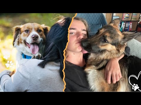 犬が飼い主を愛する理由とその本能について解説 サムネイル
